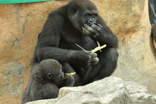 僕は１歳８ヵ月の ゴリラの男の子 上野動物園 旅プラスの日記