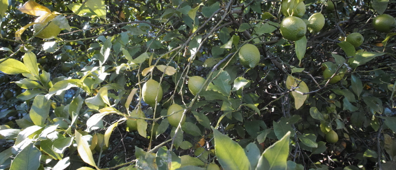 c0049902_15570827.jpg