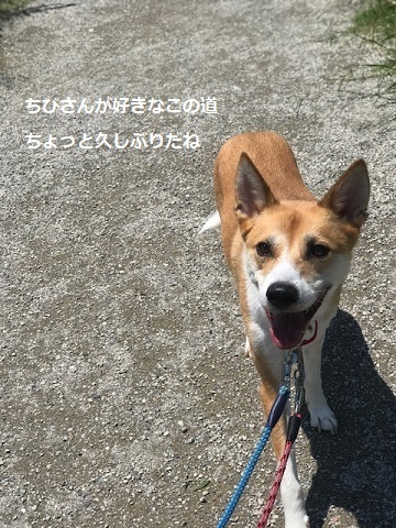 晴れた日はお散歩が楽しみ♪_f0242002_17261028.jpg