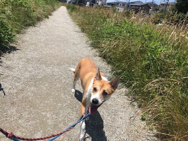 晴れた日はお散歩が楽しみ♪_f0242002_17264564.jpg