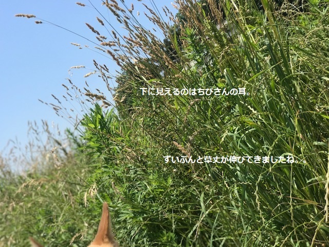 晴れた日はお散歩が楽しみ♪_f0242002_17271028.jpg