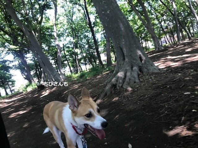晴れた日はお散歩が楽しみ♪_f0242002_17301025.jpg