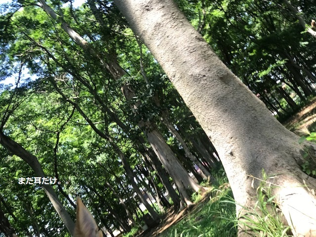 晴れた日はお散歩が楽しみ♪_f0242002_17312942.jpg