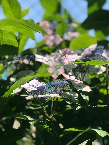 晴れた日はお散歩が楽しみ♪_f0242002_17334691.jpg