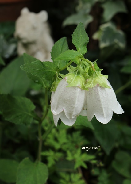 ＨＴアールドゥヴィーブル　紫陽花の季節に咲く薔薇　と　庭の様子_a0123003_08501372.jpg