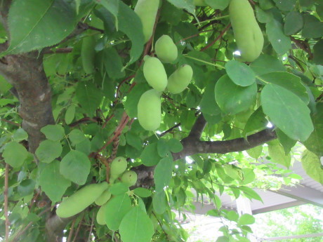 a0203003_20070532.jpg