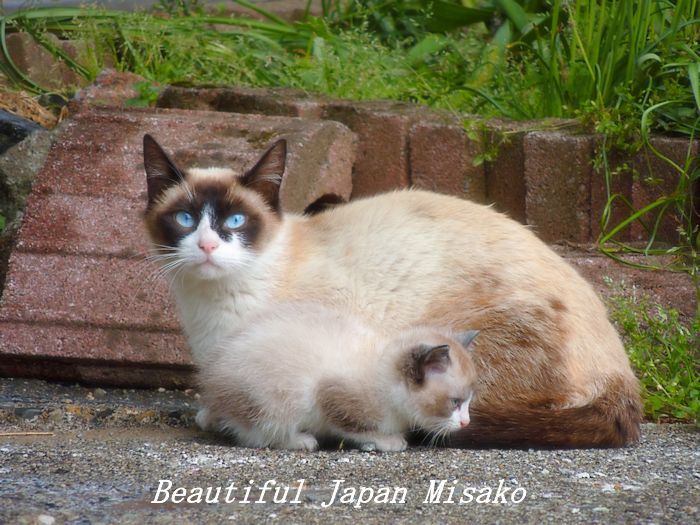 ニャンコ親子の冒険～♪･ﾟ☆､･：`☆･･ﾟ･ﾟ☆。。乗鞍高原_c0067206_13482004.jpg