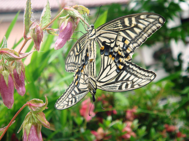 ホタルブクロの花で雄と雌のアゲハ蝶を見かけて 昆虫ブログ むし探検広場