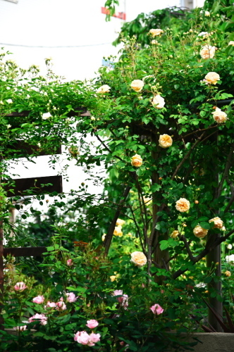 a0263109_20400155.jpg