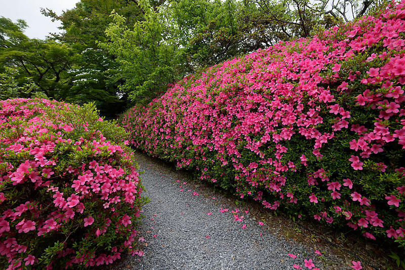 梅雨の花達@梅宮大社 其の一_f0032011_20300067.jpg
