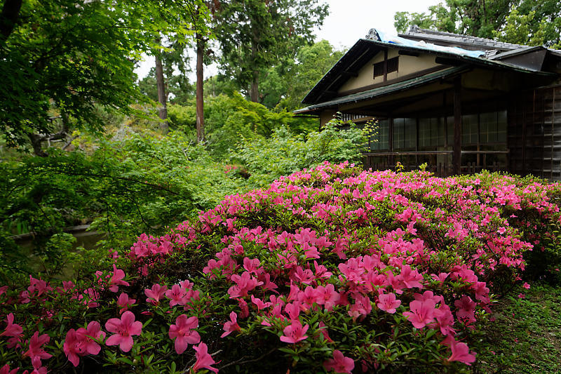 梅雨の花達@梅宮大社 其の一_f0032011_20353969.jpg