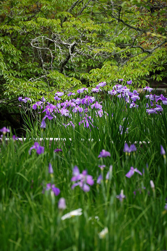 梅雨の花達＠梅宮大社　其の一_f0032011_20354045.jpg