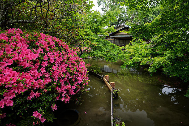 梅雨の花達＠梅宮大社　其の一_f0032011_20354051.jpg