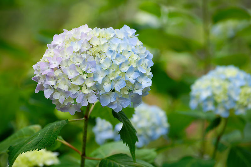 梅雨の花達＠梅宮大社　其の二_f0032011_21430031.jpg