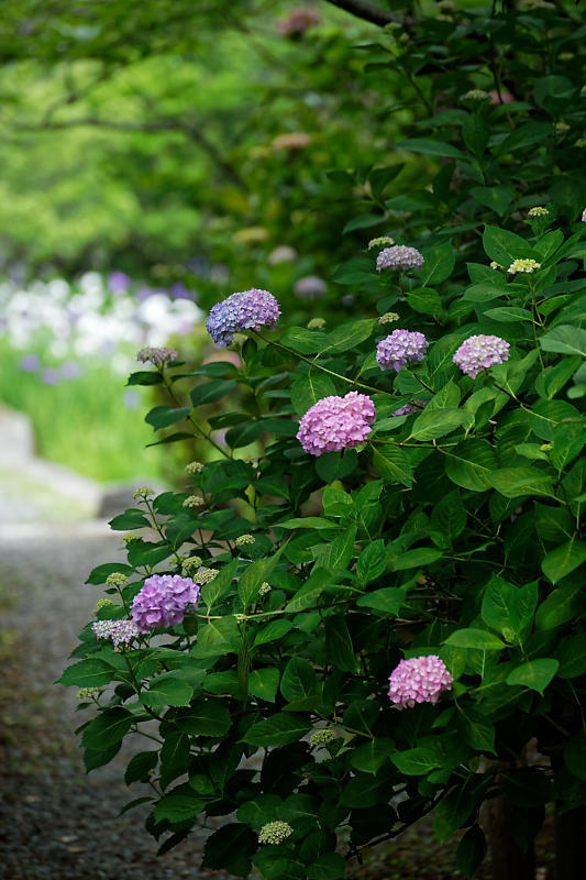 梅雨の花達＠梅宮大社　其の二_f0032011_21430081.jpg