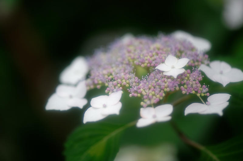 梅雨の花達＠梅宮大社　其の二_f0032011_21430141.jpg