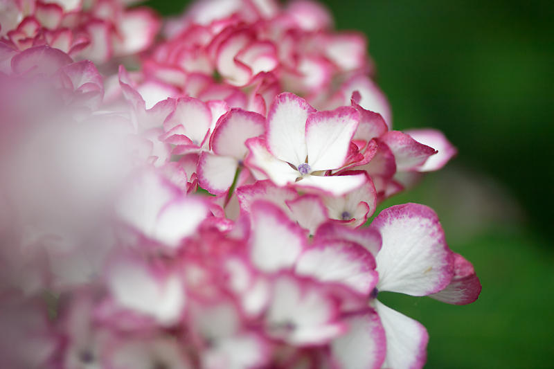 梅雨の花達＠梅宮大社　其の二_f0032011_21430142.jpg