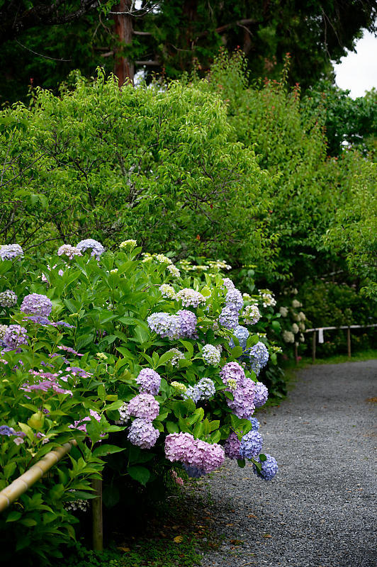 梅雨の花達＠梅宮大社　其の二_f0032011_21430144.jpg