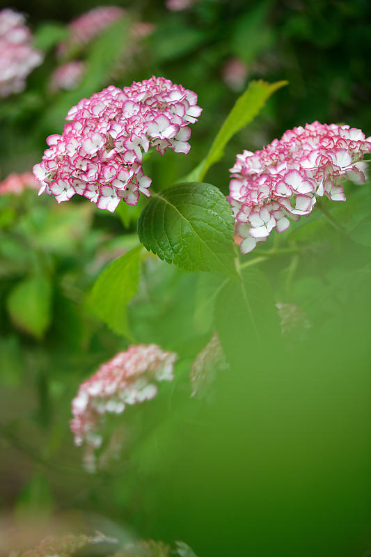 梅雨の花達＠梅宮大社　其の二_f0032011_21430168.jpg