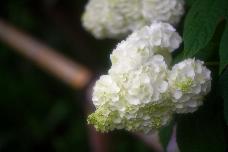 梅雨の花達＠梅宮大社　其の二_f0032011_21471007.jpg