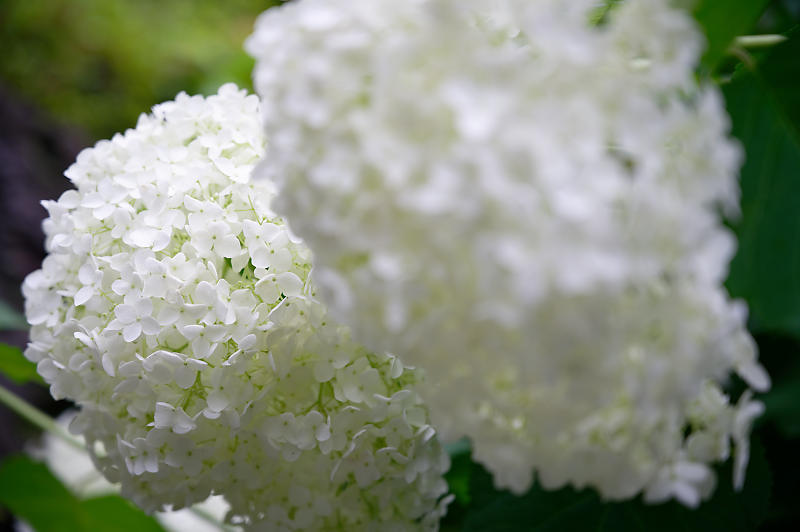 梅雨の花達＠梅宮大社　其の二_f0032011_21503952.jpg