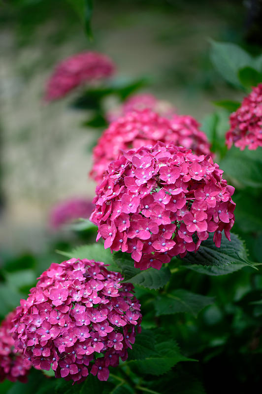 梅雨の花達＠梅宮大社　其の二_f0032011_21504032.jpg