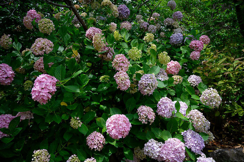 梅雨の花達＠梅宮大社　其の二_f0032011_21504098.jpg