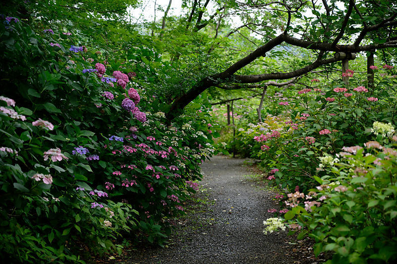 梅雨の花達＠梅宮大社　其の二_f0032011_22150366.jpg