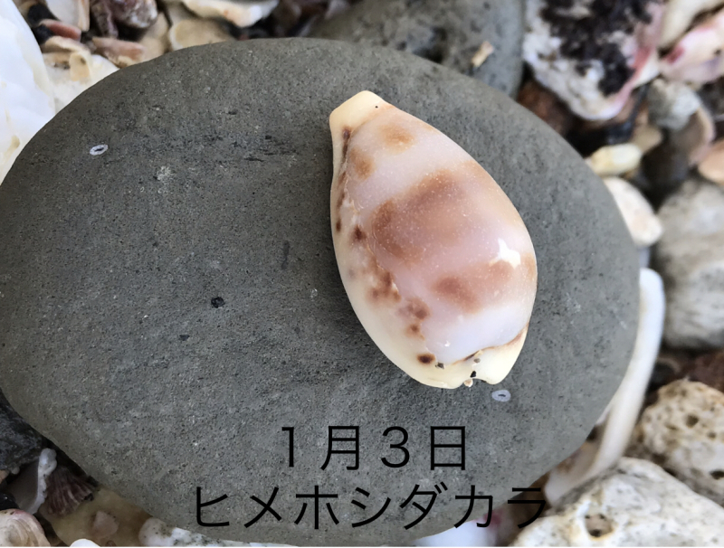 タカラガイ探しにはまってます Keep Your Face To The Sunshine タカラガイ探しにはまってます Keep Your Face To The Sunshine