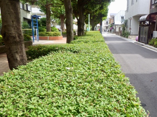 低木刈込み 植木屋の独り言