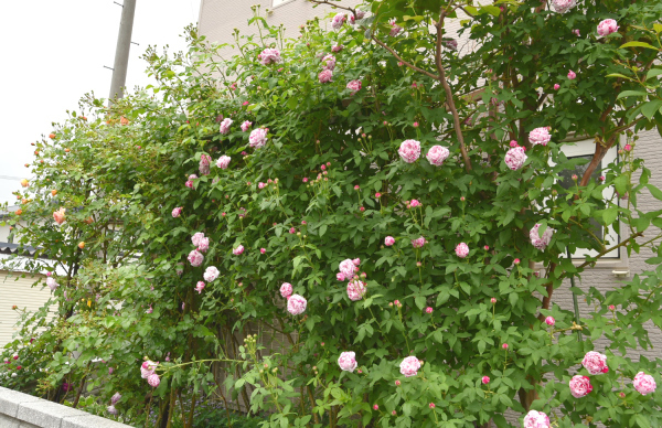 d0380314_12354626.jpg