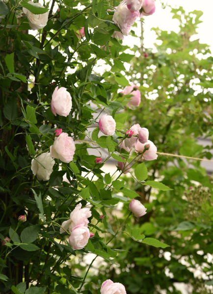 d0380314_12363248.jpg