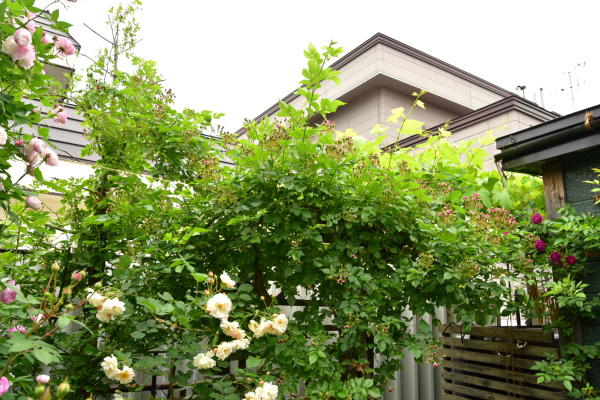 d0380314_12403456.jpg