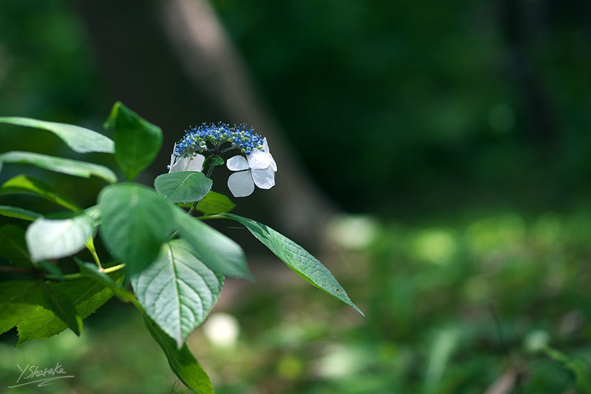 f0344614_14165053.jpg