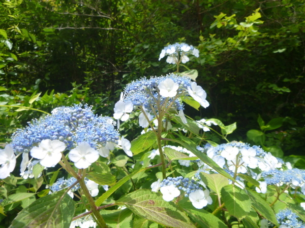 d0170615_07395700.jpg