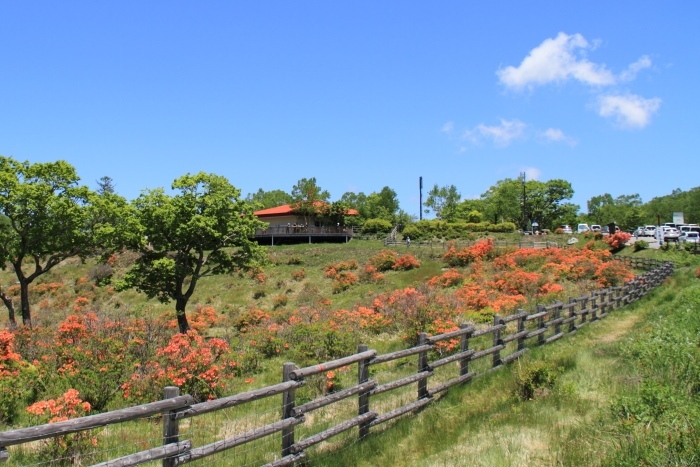 赤城山　レンゲツツジ_d0026817_19262786.jpg