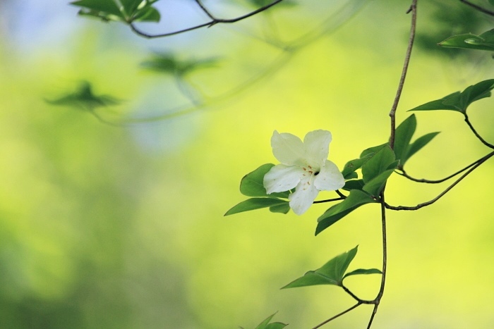 赤城山　レンゲツツジ_d0026817_19363503.jpg