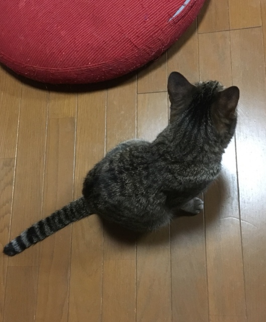d0357917_20443029.jpeg