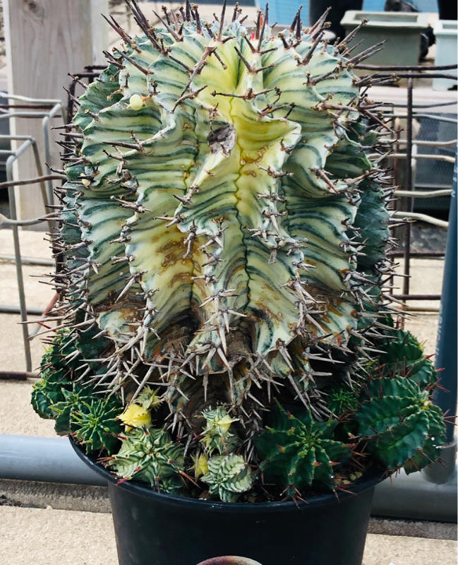 ユーフォルビア ホリダ錦