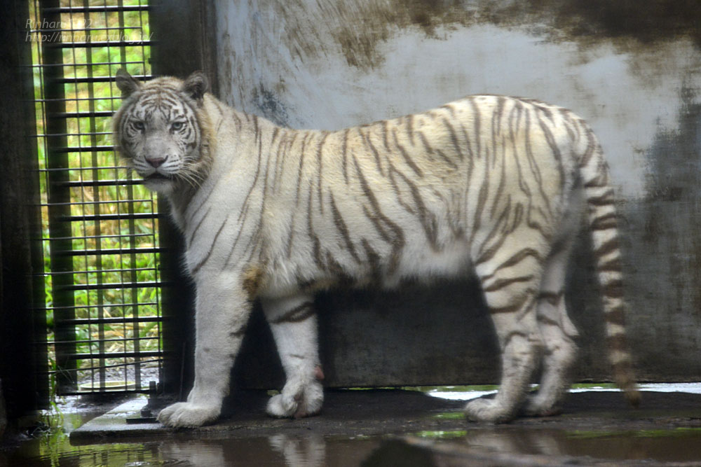 2019.9.2 伊豆アニマルキングダム☆ホワイトタイガーのシロップ【White tiger】_f0250322_0245720.jpg