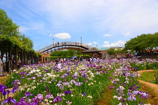 水郷潮来あやめ園 潮来市 ひな日記