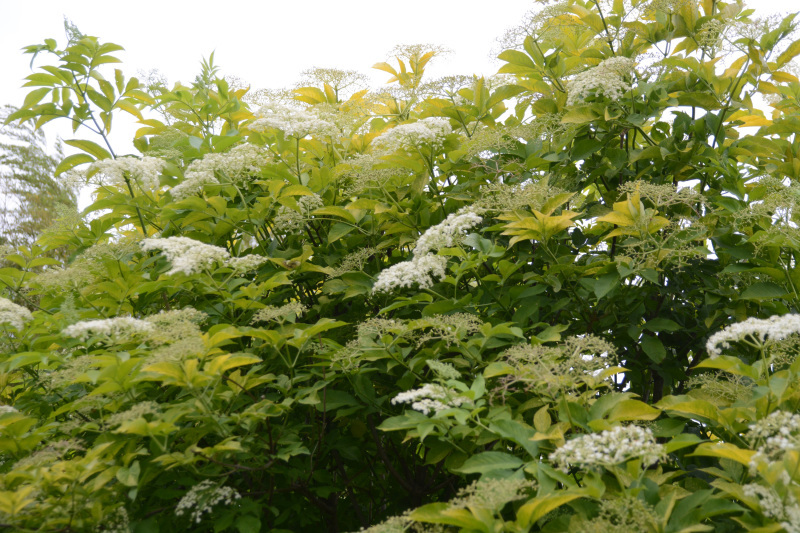 c0107129_03262051.jpg
