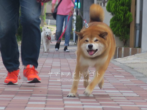 そっくり_e0394031_05371276.jpg