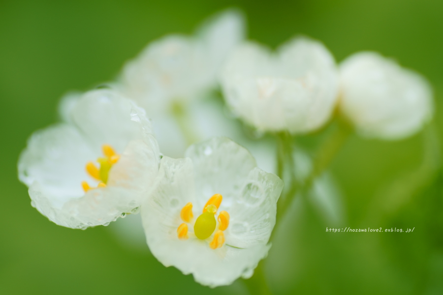 野沢温泉村　透明になる花・サンカヨウ_b0404739_21190699.jpg