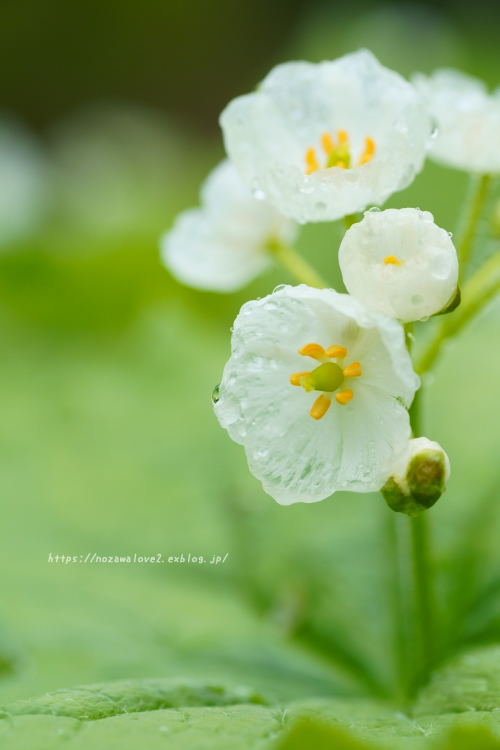 野沢温泉村　透明になる花・サンカヨウ_b0404739_21191740.jpg