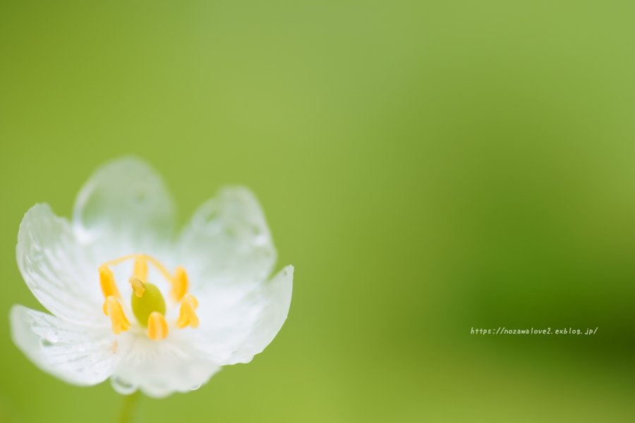 野沢温泉村　透明になる花・サンカヨウ_b0404739_21192446.jpg