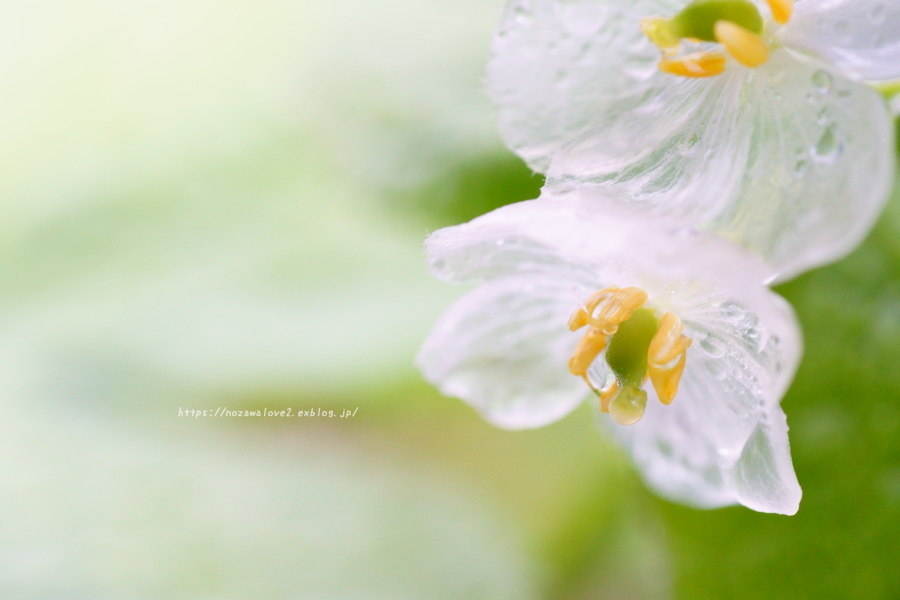 野沢温泉村　透明になる花・サンカヨウ_b0404739_21194614.jpg