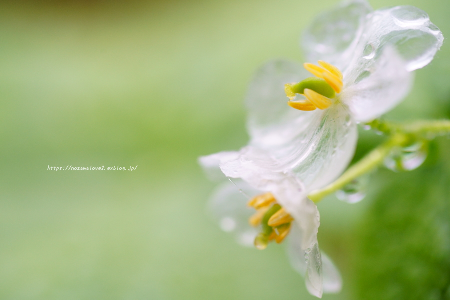 野沢温泉村　透明になる花・サンカヨウ_b0404739_21200974.jpg