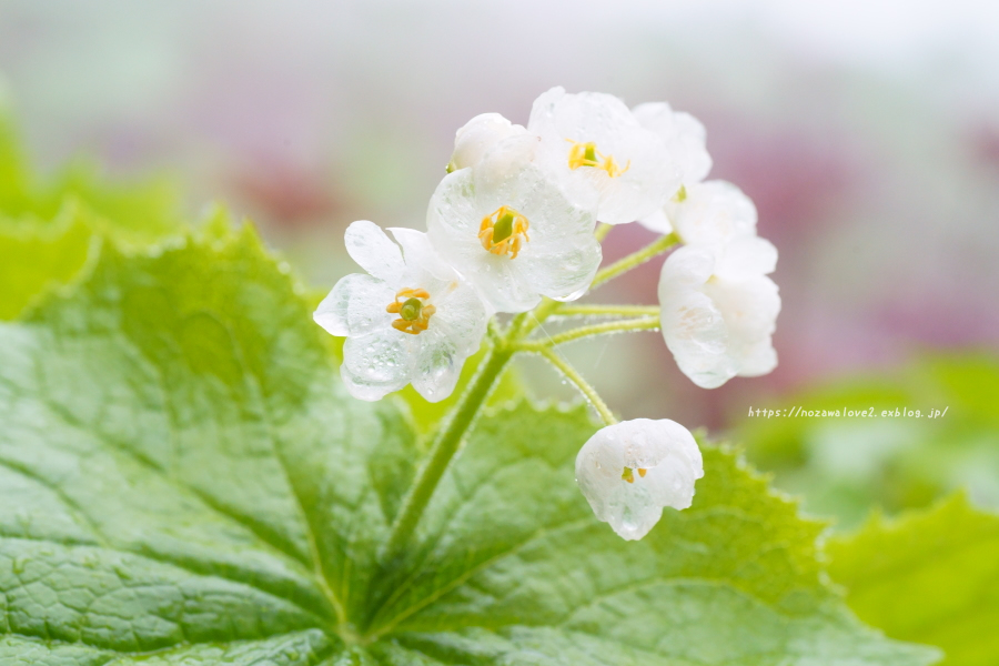 野沢温泉村　透明になる花・サンカヨウ_b0404739_21203452.jpg