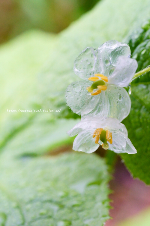 野沢温泉村　透明になる花・サンカヨウ_b0404739_21303273.jpg